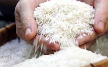 Ngày 29/5: Lúa OM trong nước 18 giảm 100 đồng/kg, gạo xuất khẩu đứng ở mức cao