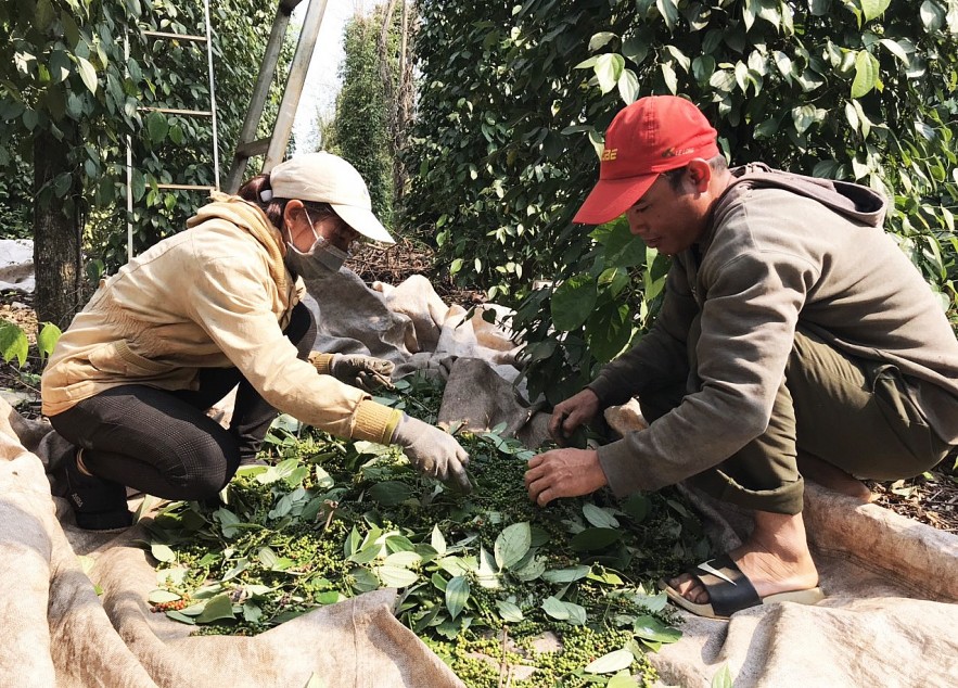 Ngày 31/5: Giá tiêu và cao su tăng, cà phê giảm