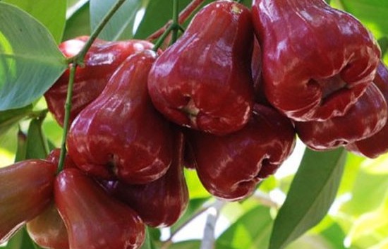 7 loại trái cây nào của Việt Nam chưa được xuất khẩu chính ngạch vào thị trường Trung Quốc?