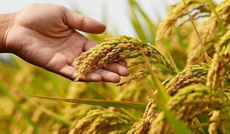 Ngày 1/6: Giá lúa gạo tiếp tục duy trì ổn định, xuất khẩu duy trì đà tăng