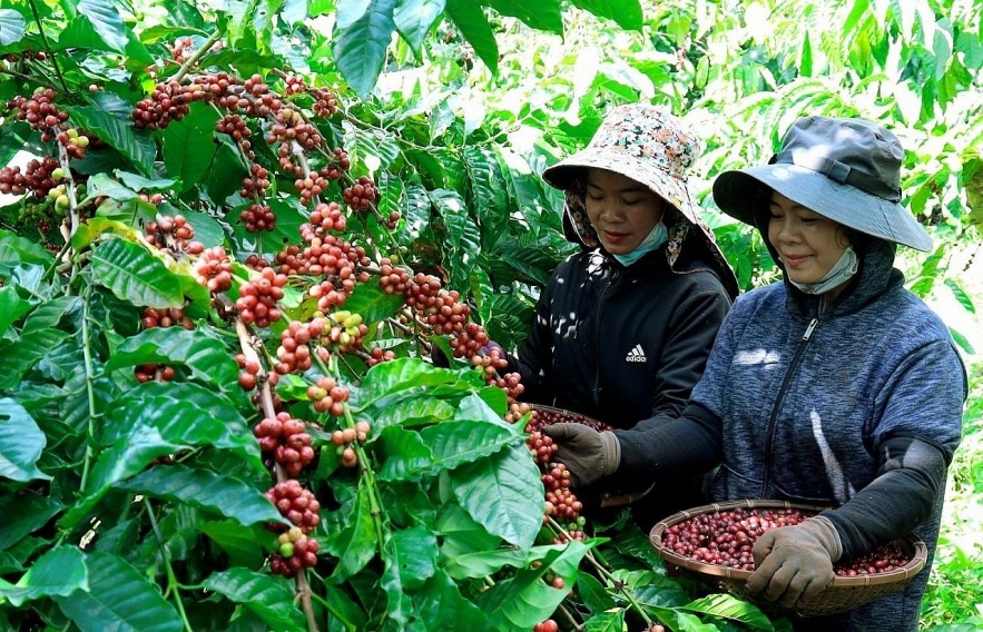 Ngày 1/6: Giá tiêu tăng, cà phê giảm