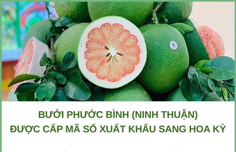 Ninh Thuận: Bưởi Phước Bình được cấp mã số xuất khẩu sang Hoa Kỳ