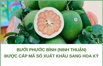Ninh Thuận: Bưởi Phước Bình được cấp mã số xuất khẩu sang Hoa Kỳ