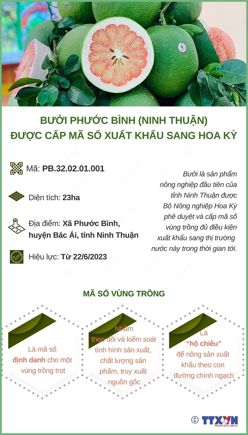 Ninh Thuận: Bưởi Phước Bình được cấp mã số xuất khẩu sang Hoa Kỳ