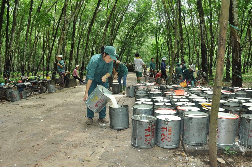 Ngày 5/6: Giá cao su tăng, hồ tiêu và cà phê giảm ngày đầu tuần