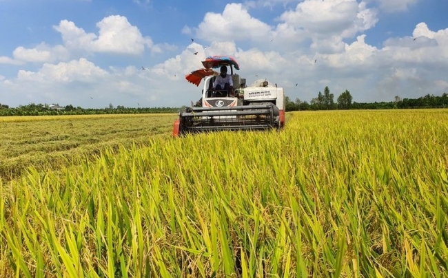 Ngày 5/6: Thị trường lúa gạo ảm đạm, giá vững ở mức cao