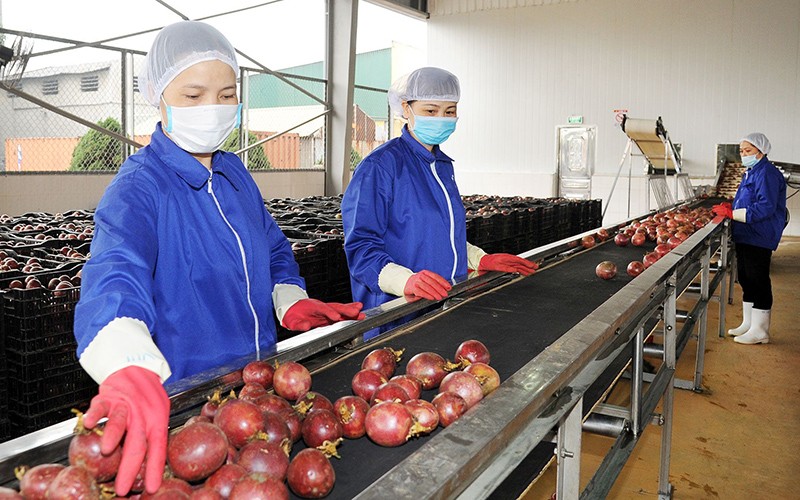 Giải quyết ách tắc trong thông quan hàng hóa nông sản sang Trung Quốc