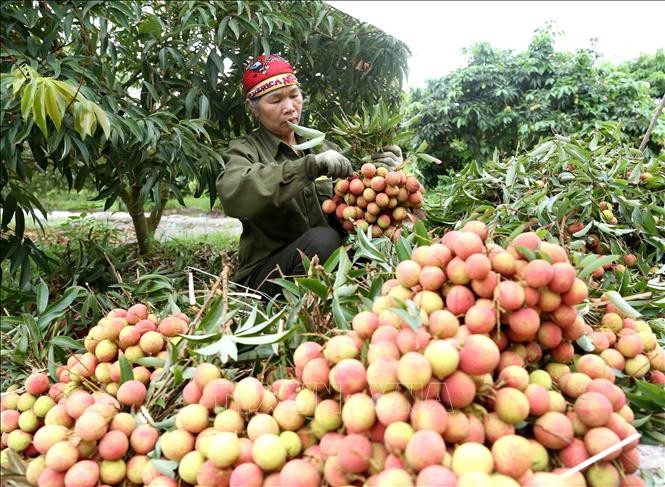 Giải quyết ách tắc trong thông quan hàng hóa nông sản sang Trung Quốc