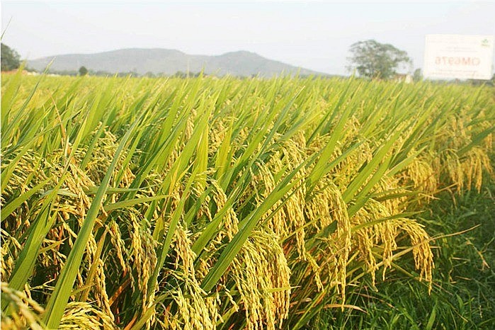 Ngày 6/6: Thị trường lúa gạo ổn định, giá gạo tăng 50 đồng/kg