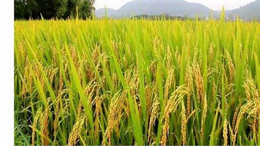 Ngày 7/6: Giá gạo tiếp đà tăng