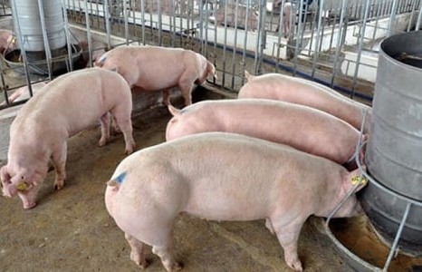 Ngày 8/6: Giá heo hơi tăng nhẹ 1.000 đồng/kg ở một vài nơi
