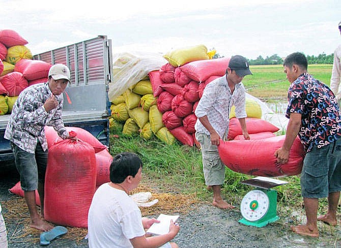 Ngày 8/6: Giá lúa gạo chững lại sau phiên điều chỉnh tăng