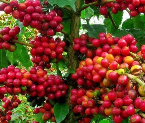 Cà phê Việt phải thay đổi cách sản xuất truyền thống để vào châu Âu
