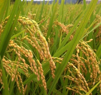 Ngày 9/6: Giá lúa gạo tiếp tục đi ngang, thị trường trầm lắng