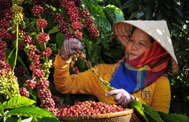 Ngày 9/6: Giá cà phê tăng, hồ tiêu giảm, cao su biến động không đồng nhất