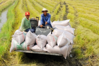 Ngày 10/6: Nguồn cung thấp, giá lúa gạo neo cao