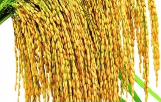 Ngày 15/6:  Giá tiếp tục điều chỉnh tăng với mặt hàng gạo