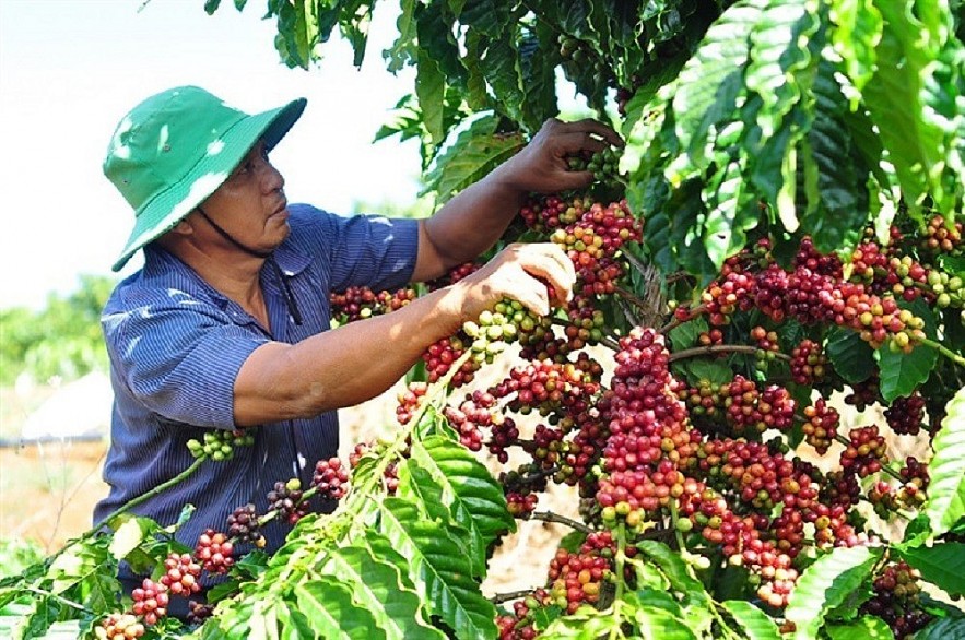 Ngày 16/6: Giá cà phê tăng, hồ tiêu giảm, cao su biến động trái chiều