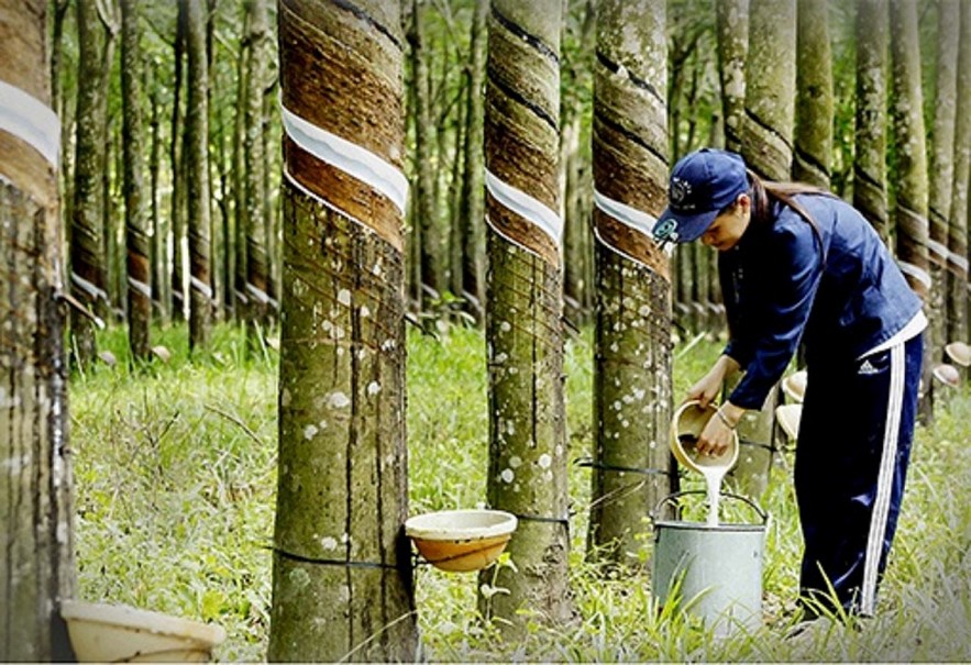 Ngày 19/6: Giá cao su tăng, hồ tiêu và cà phê giảm