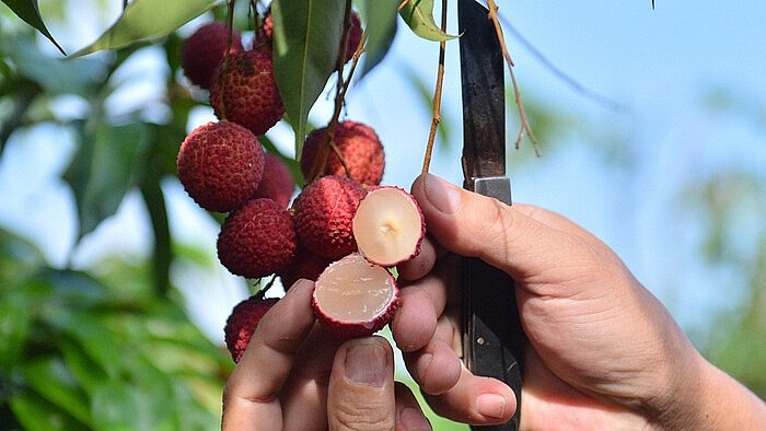 Lô vải không hạt đầu tiên của Việt Nam có mặt tại thị trường Anh
