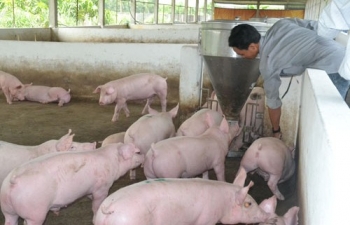 Ngày 20/6: Giá heo hơi tăng rải rác từ 1.000 - 2.000 đồng/kg