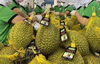 Durian exports grow 18 times in 5 months