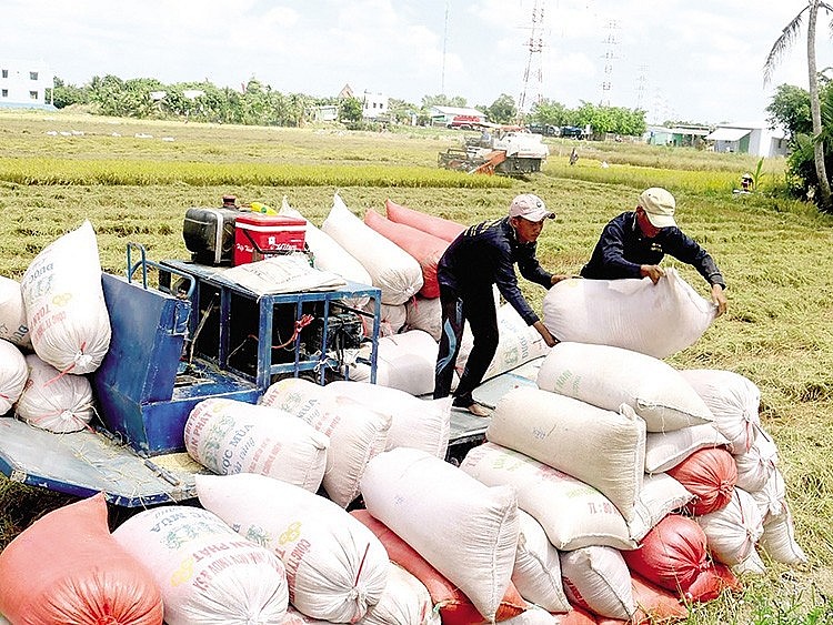 Ngày 22/6: Giá lúa gạo tiếp đà tăng, nguồn cung giảm mạnh