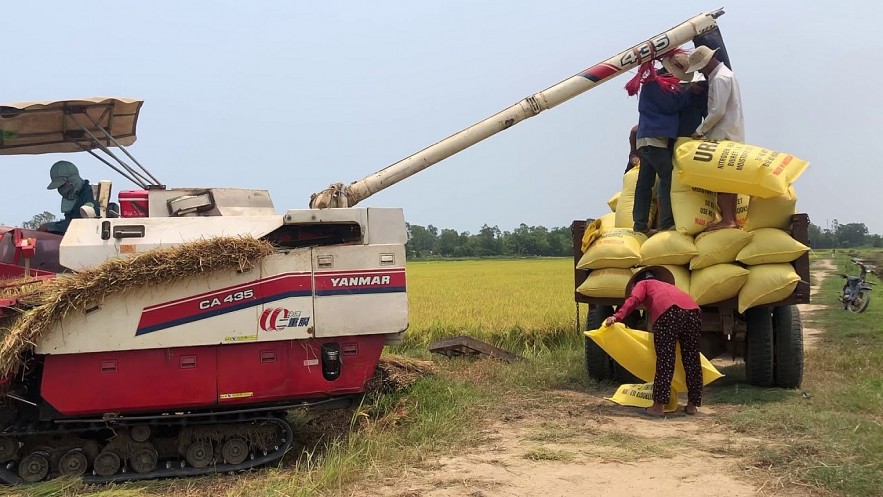 Ngày 23/6: Giá lúa đi ngang, giá gạo giảm nhẹ