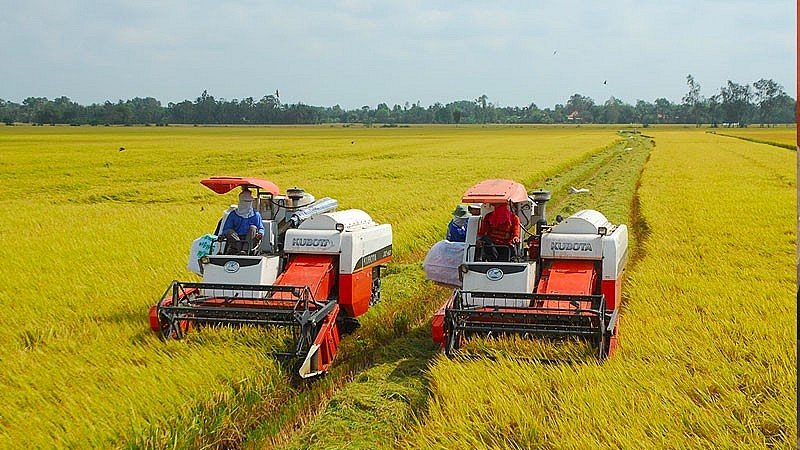 Ngày 26/6: Giá gạo duy trì đà ổn định, lúa hè thu được thương lái tập trung mua nhiều