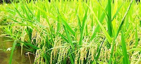 Ngày 28/6: Giá lúa tăng nhẹ, gạo duy trì đà ổn định