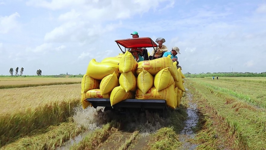 Ngày 29/6: Giá lúa gạo biến động trái chiều, nhu cầu mua nhiều