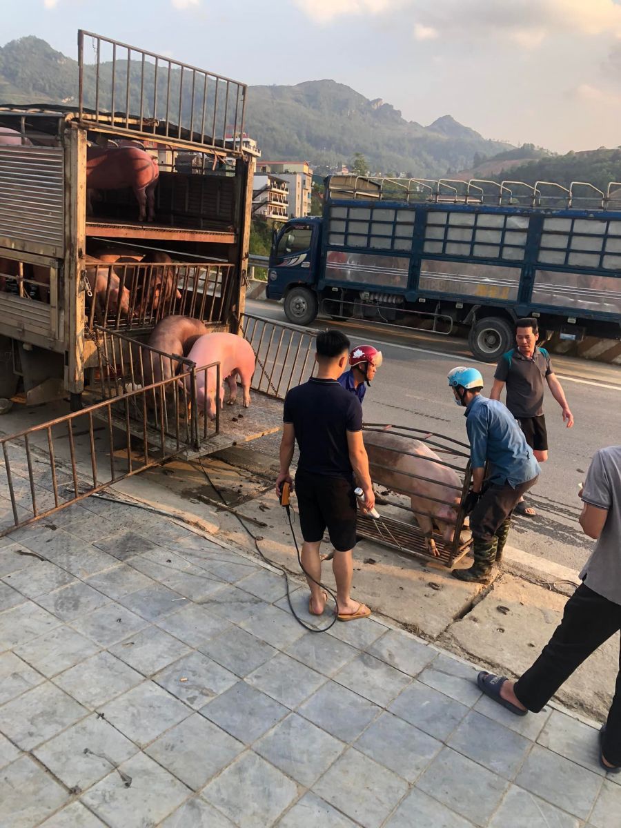 Ngày 30/6: Giá heo hơi tăng nhẹ 1.000 đồng/kg tại một vài địa phương