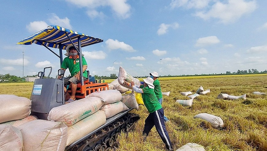 Ngày 5/7: Giá lúa gạo đi ngang trên diện rộng, doanh nghiệp tăng cường gom hàng