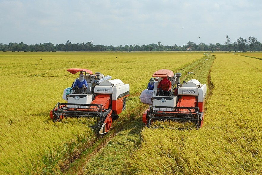 Ngày 6/7: Giá lúa gạo tăng nhẹ, nhu cầu mua nhiều