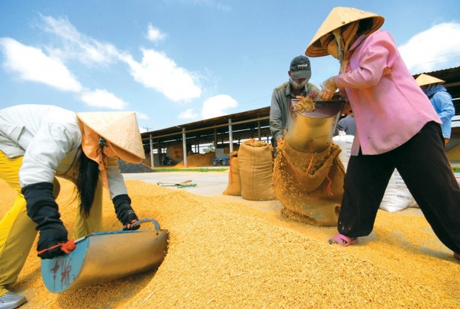 Ngày 7/7: Giá lúa gạo duy trì đà tăng cả trong nước và xuất khẩu