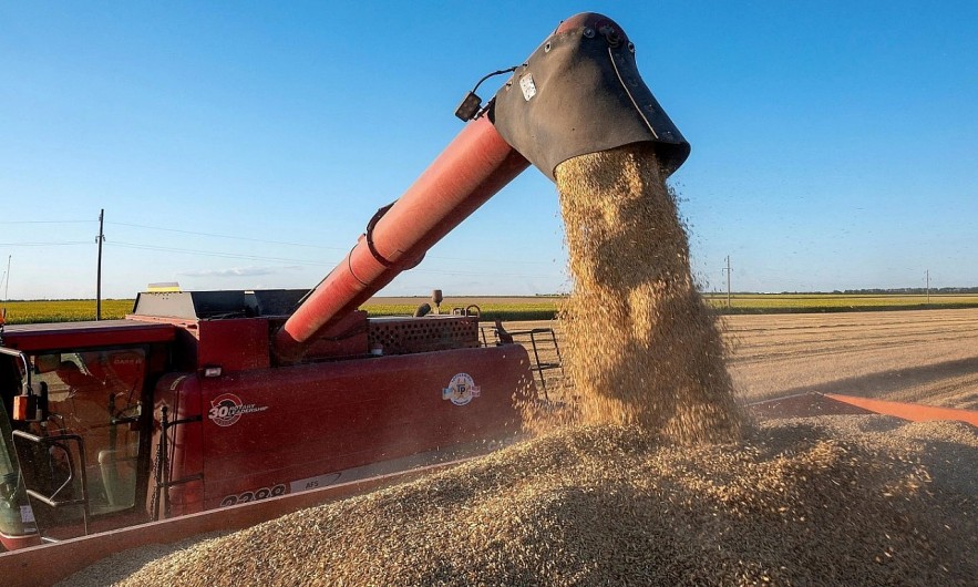 FAO: Giá lương thực thế giới tiếp tục giảm