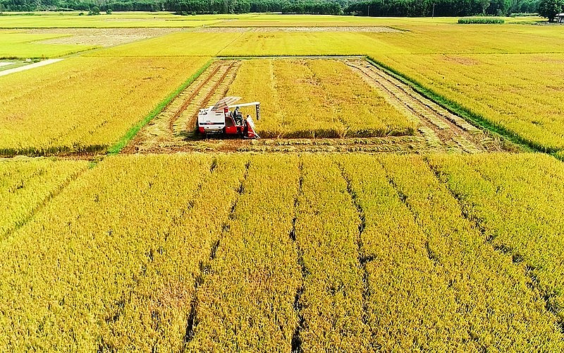 Ngày 11/7: Giá lúa gạo biến động trái chiều