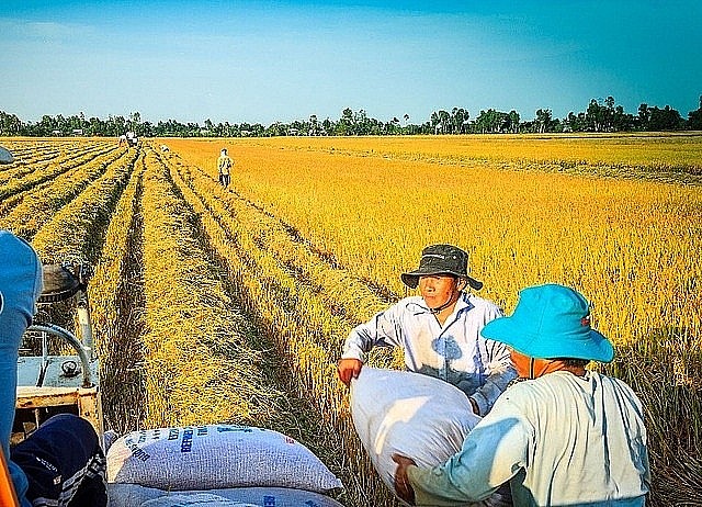 Ngày 12/7: Giá lúa trong nước tiếp đà tăng, gạo giảm nhẹ