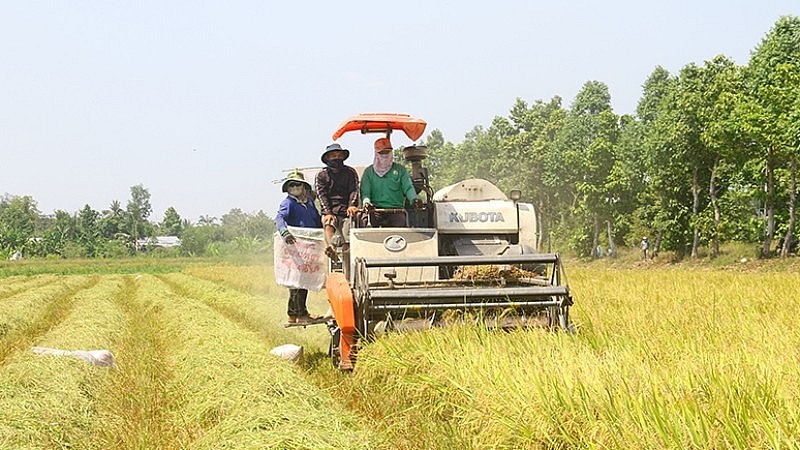 Ngày 13/7: Giá gạo quay đầu giảm, nhu cầu mua cao