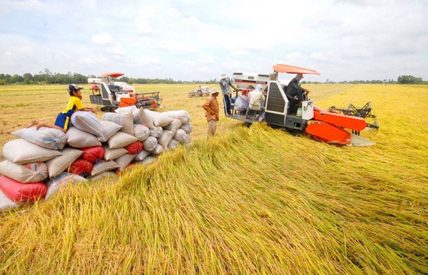 Ngày 15/7: Giá lúa gạo trong nước biến động trái chiều, gạo xuất khẩu ổn định