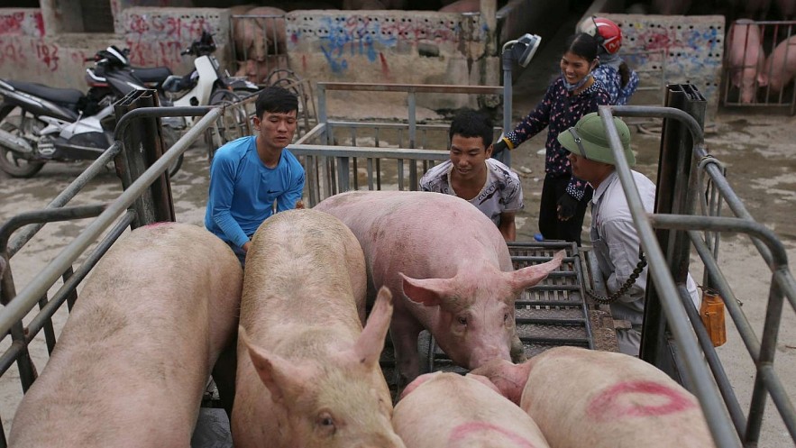 Ngày 19/7: Giá heo hơi biến động không đồng nhất tại nhiều địa phương