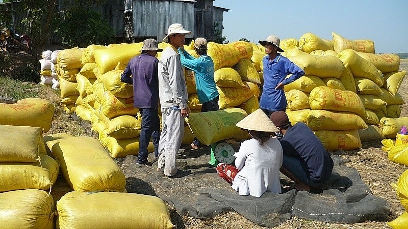 Ngày 20/3: Giá lúa gạo cả trong nước và xuất khẩu ổn định