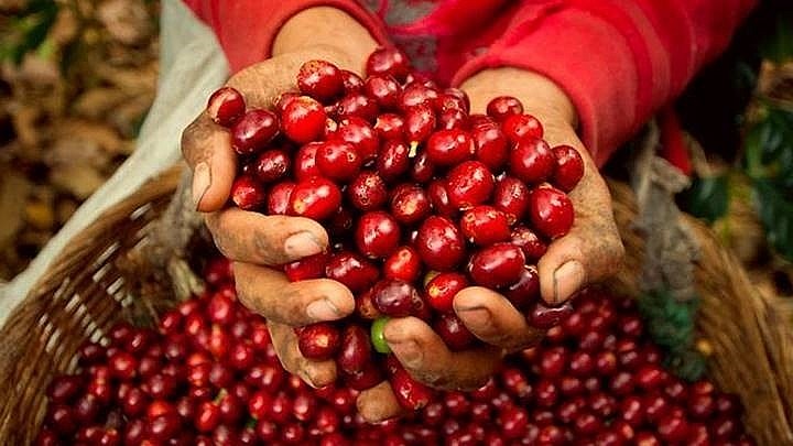 Ngày 21/7: Giá cà phê Arabica tăng, hồ tiêu ổn định, cao su giảm