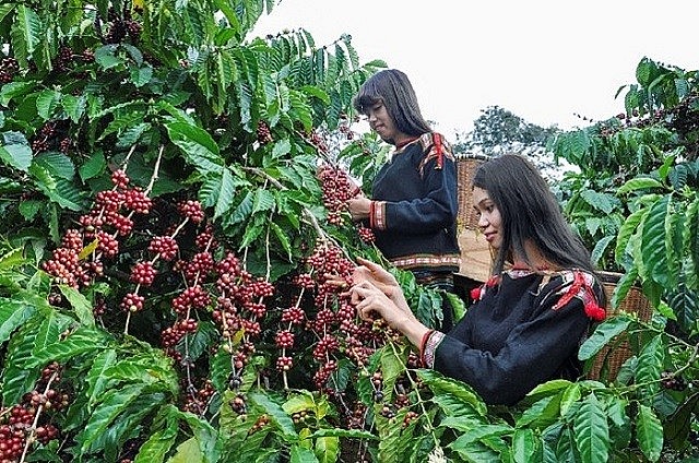 Ngày 22/7: Giá cà phê tăng, hồ tiêu ổn định, cao su biến động gần 1%