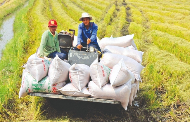 Cơ hội từ chính sách cấm xuất khẩu gạo của Ấn Độ