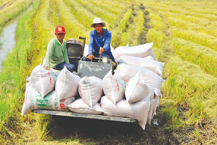 Cơ hội từ chính sách cấm xuất khẩu gạo của Ấn Độ