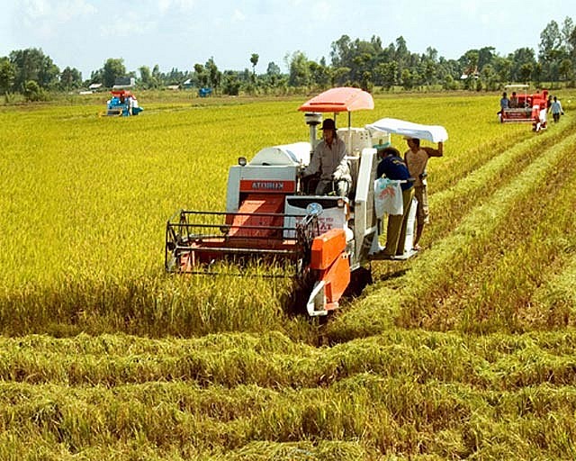 Ngày 31/7: Lúa Hè thu sôi động, giá tiếp tục tăng