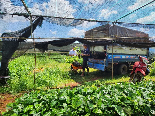 Cà phê liên tục tăng giá: Cơ hội làm giàu cho người trồng ở Tây Nguyên