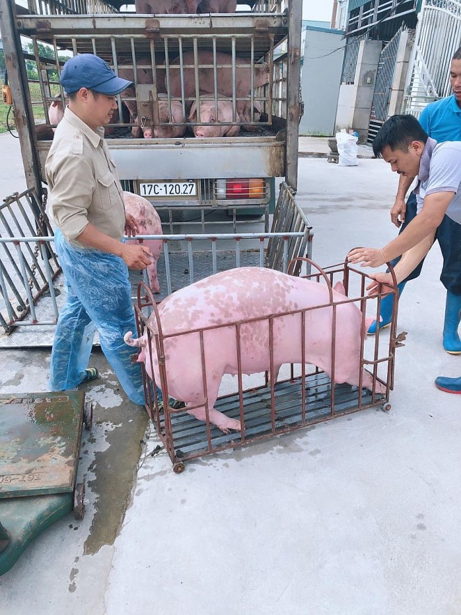 Ngày 8/8: Giá heo hơi tại nhiều địa phương đồng loạt tăng