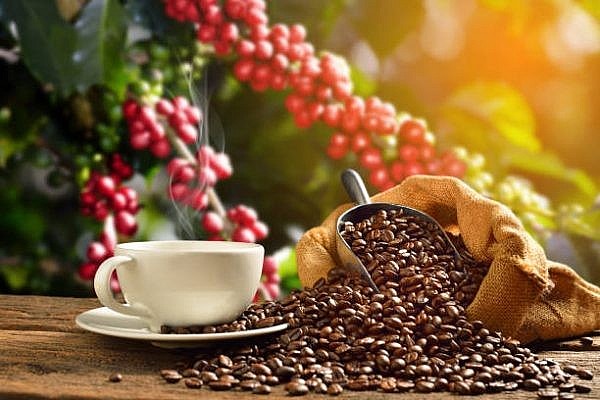 Ngày 9/8: Giá cà phê Robusta tăng, hồ tiêu giảm, cao su biến động hơn 1%